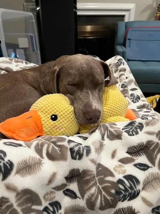 Duck Squeak Toy