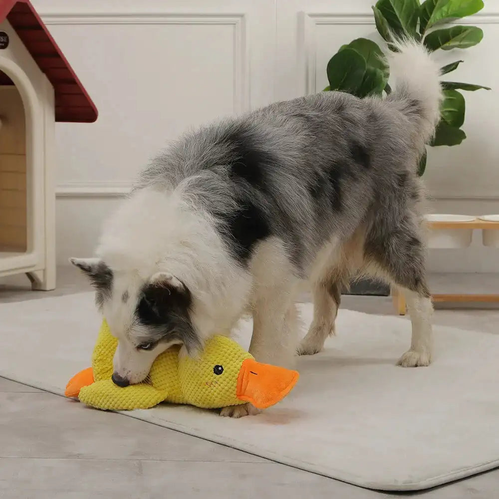 Duck Squeak Toy
